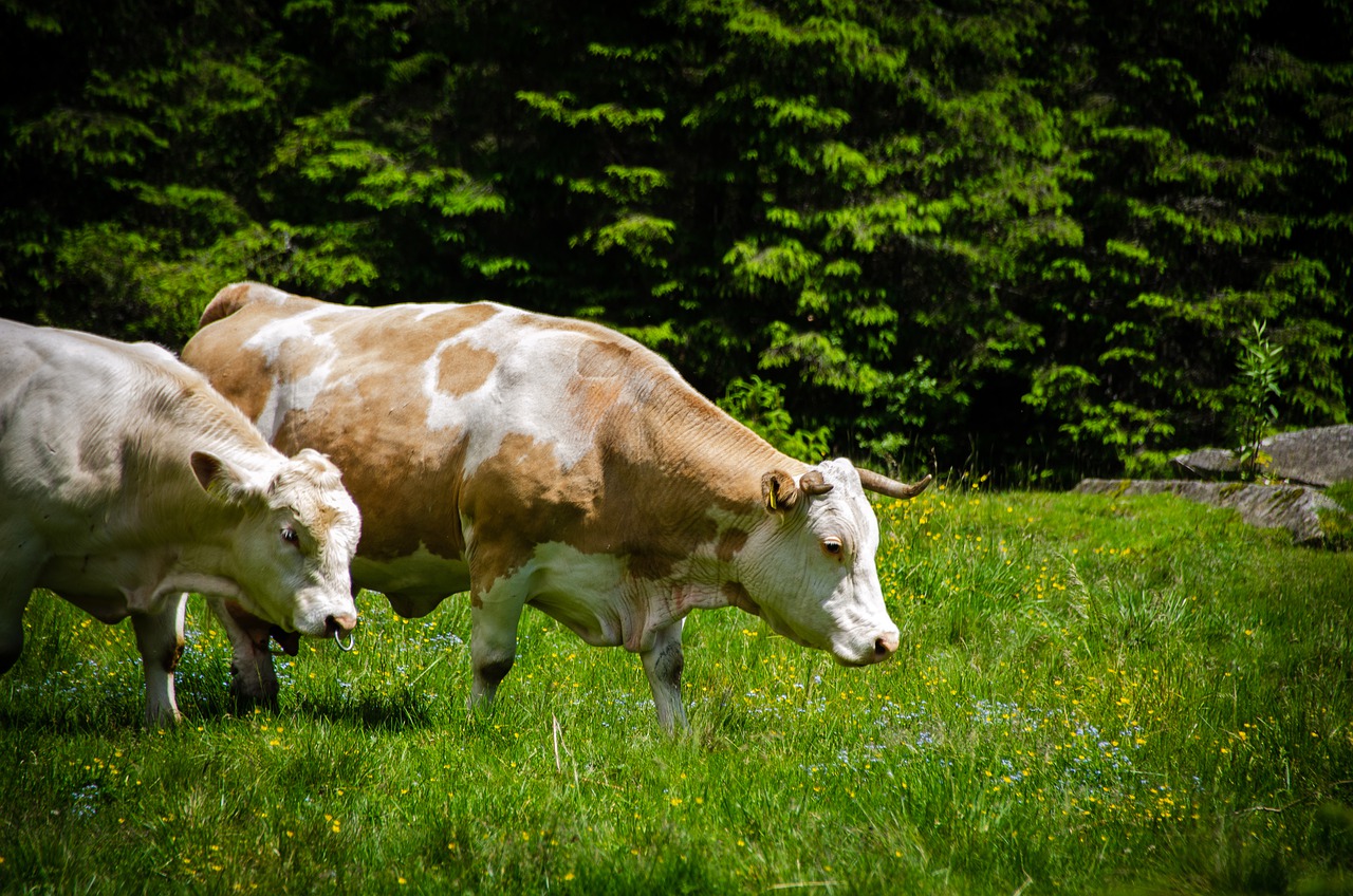 cows, cattle, fields-5698204.jpg