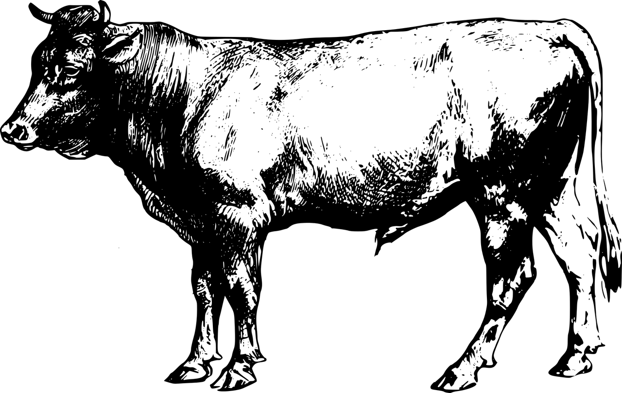 animal, branded, bull-1297209.jpg